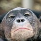 Бонобо добавили агрессивности