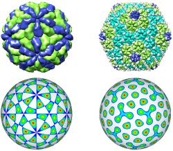 Вирусы: взгляд с точки зрения физики