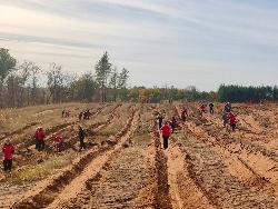 Новый сосновый лес