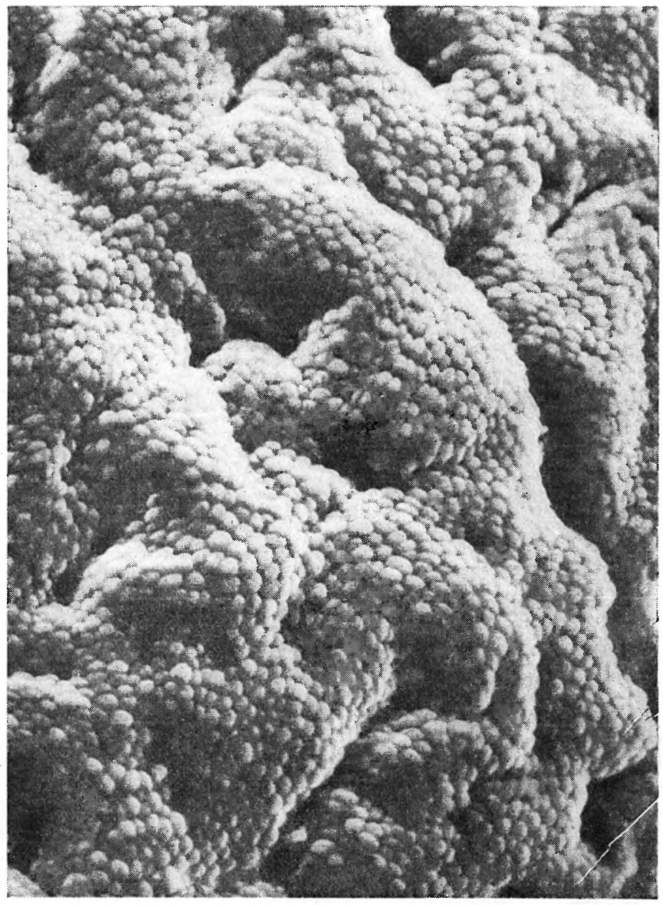 ПОЧЕМУ ЖЕЛУДОК САМ СЕБЯ НЕ ПЕРЕВАРИВАЕТ?