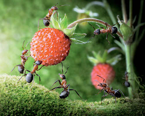 Из жизни рыжих лесных муравьёв