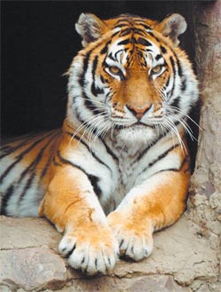 Тигры рыжие и белые