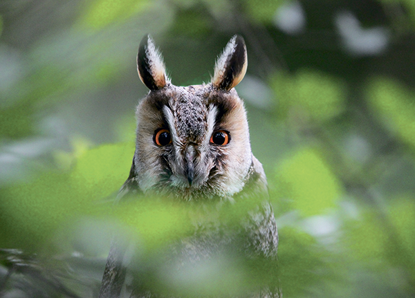 Ещё раз про фотоохоту