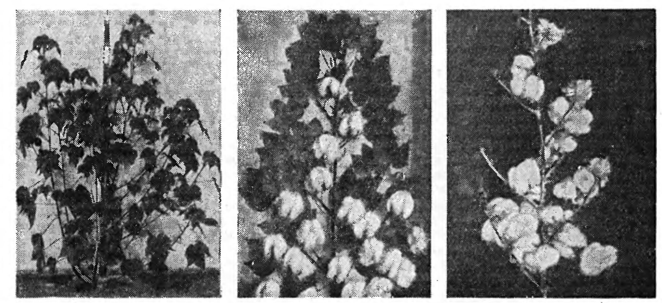 УЗБЕКСКИЙ ХЛОПОК В 9-Й ПЯТИЛЕТКЕ