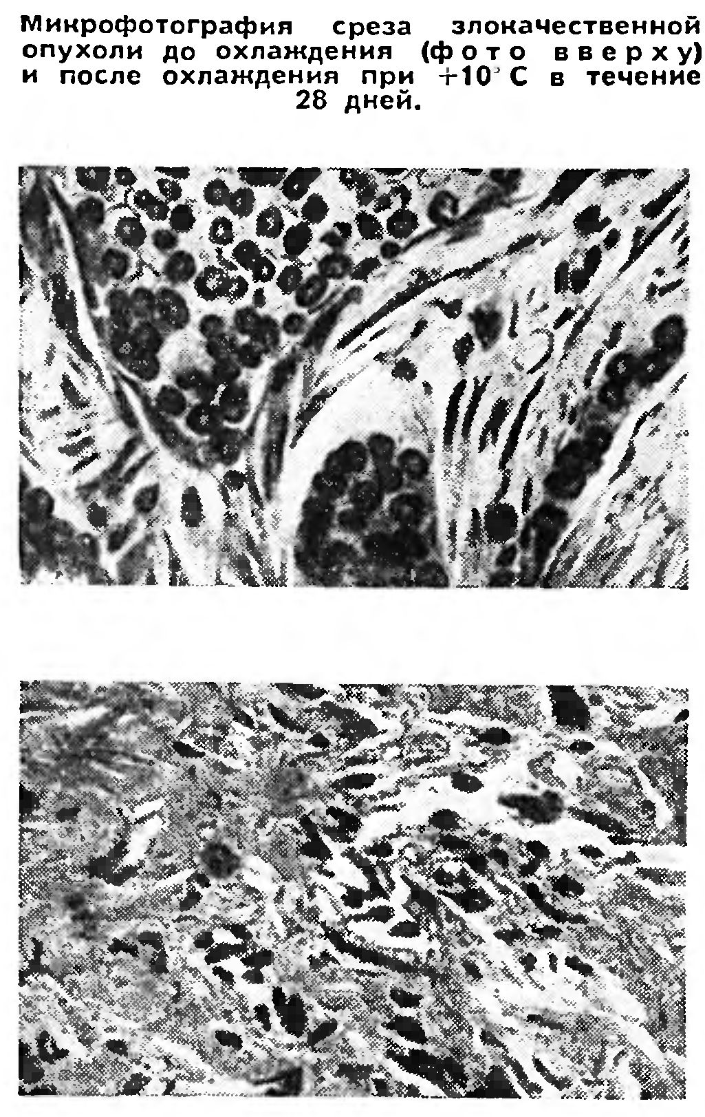 АНАБИОЗ; ПРОБЛЕМЫ И ПЕРСПЕКТИВЫ