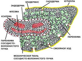 Анатомическое строение пыльника