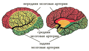 Бассейны кровоснабжения головного мозга. Бассейны головного мозга. Бассейн средней мозговой артерии. Бассейны кровоснабжения головного мозга схема. Передний бассейн головного мозга.