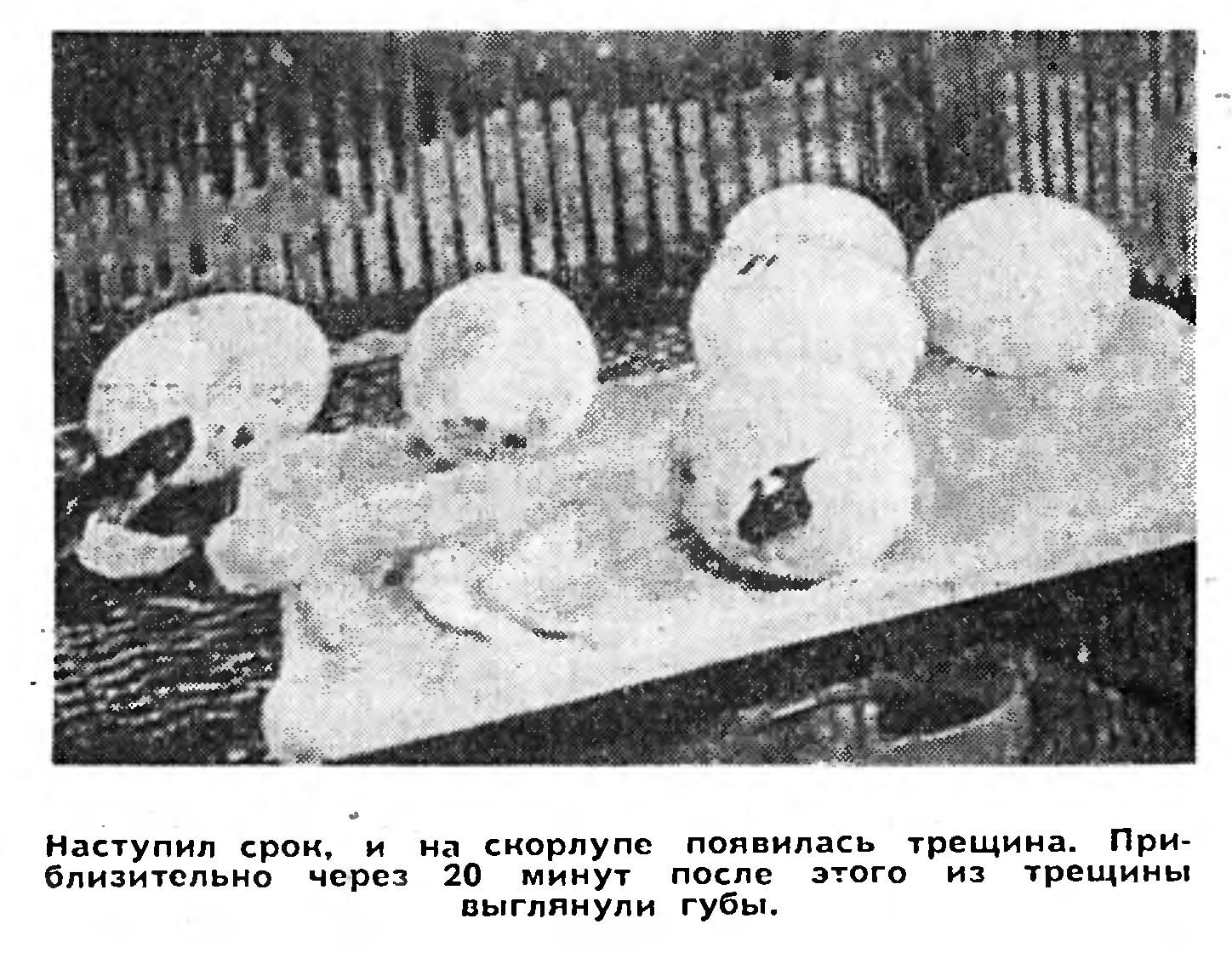 ИНКУБАТОРНЫЕ КРОКОДИЛЫ   