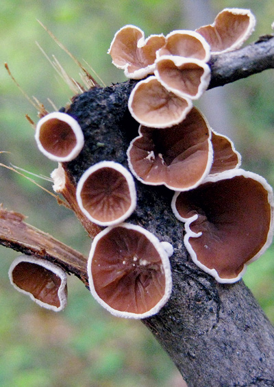 Странные грибы