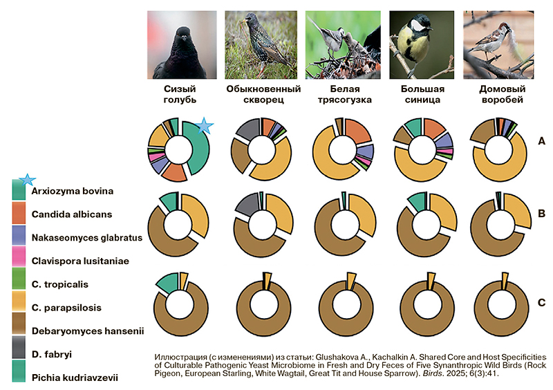 Птицы в городе и опасные дрожжи