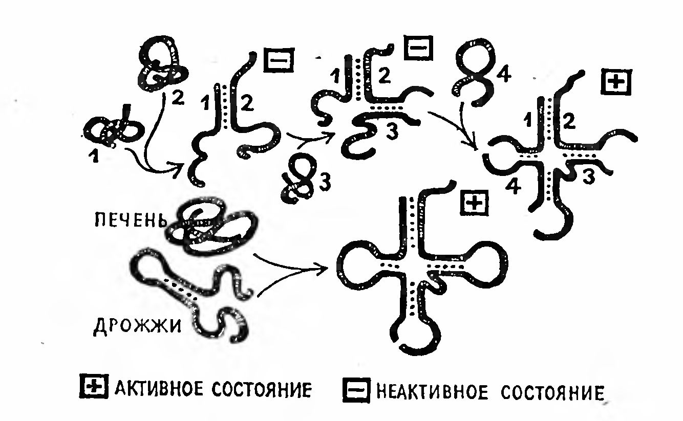 ИНТЕГРАТИЗМ - ПУТЬ ОТ ПРОСТОГО К СЛОЖНОМУ