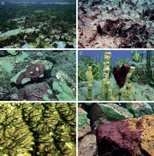 Кто угрожает байкальским губкам?