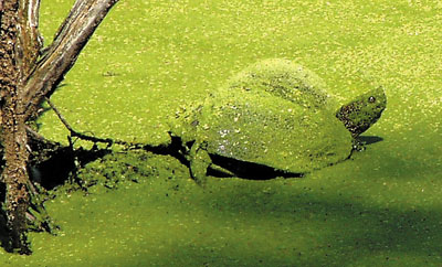 Черепаха Тортилла в родном пруду.
