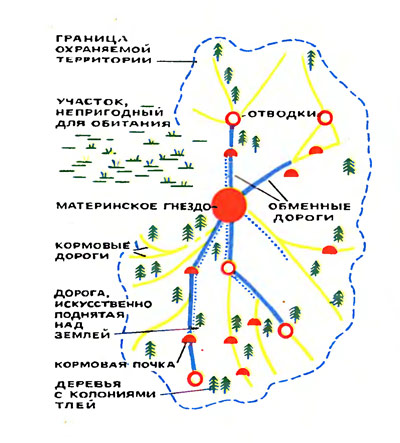 Иерархия муравьев схема в муравейнике