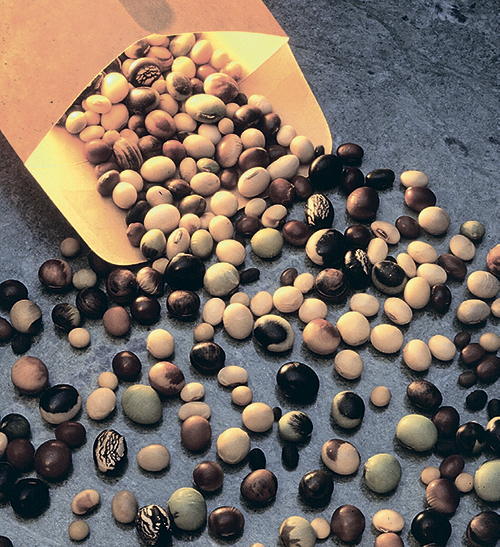 Нам придёт на помощь соя