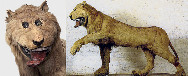 История грипсхольмского льва