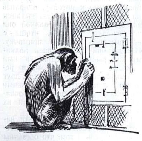 «Думают» ли обезьяны
