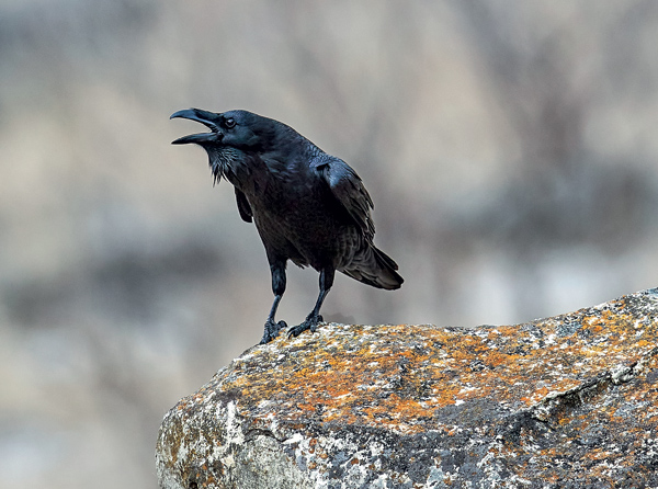 «Дикий» город 