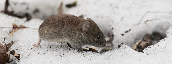 Каждый пасюк — грызун, но не каждый грызун — пасюк!