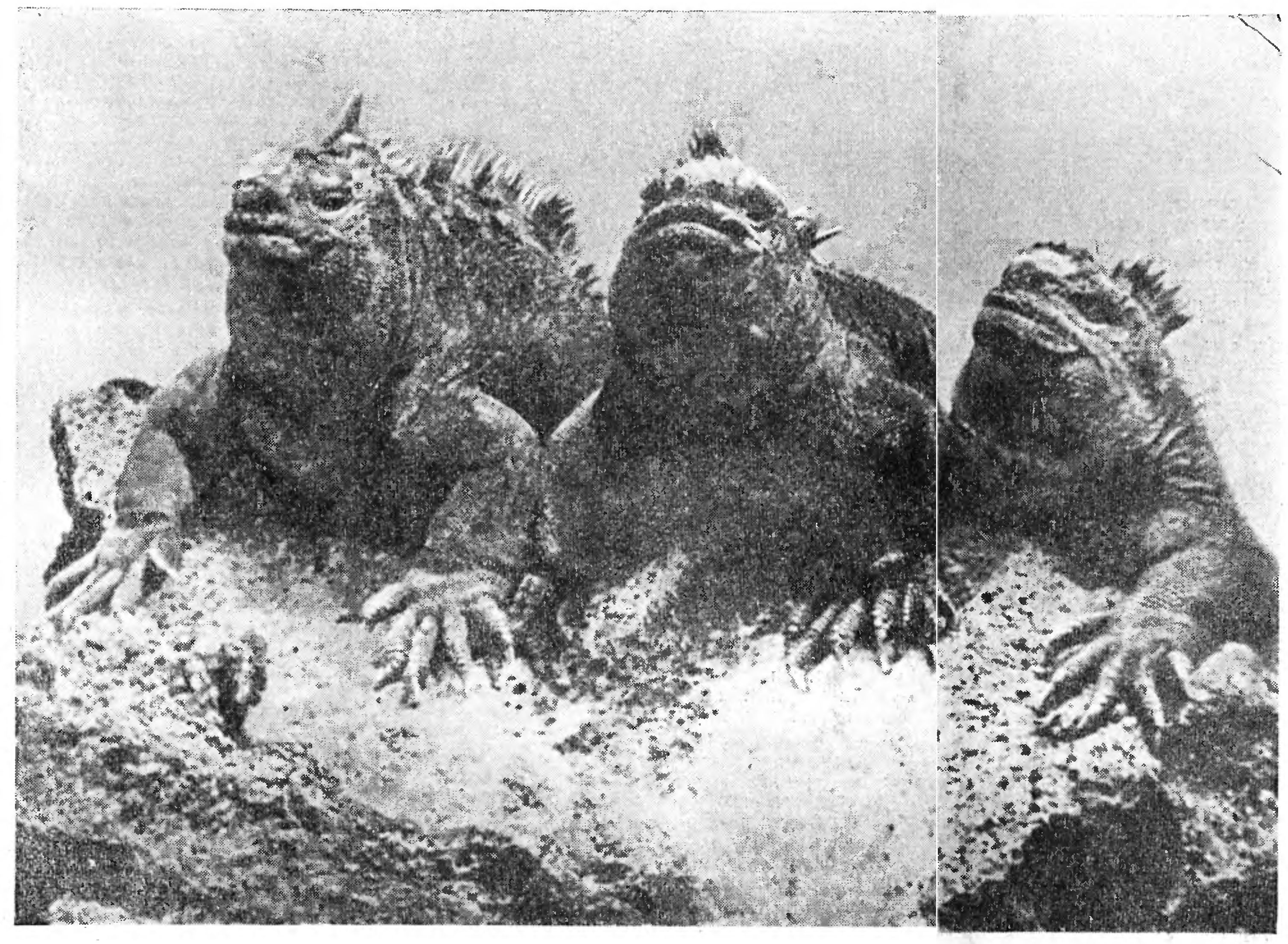 ОСТРОВА - ЕСТЕСТВЕННЫЕ ЛАБОРАТОРИИ ЭВОЛЮЦИИ