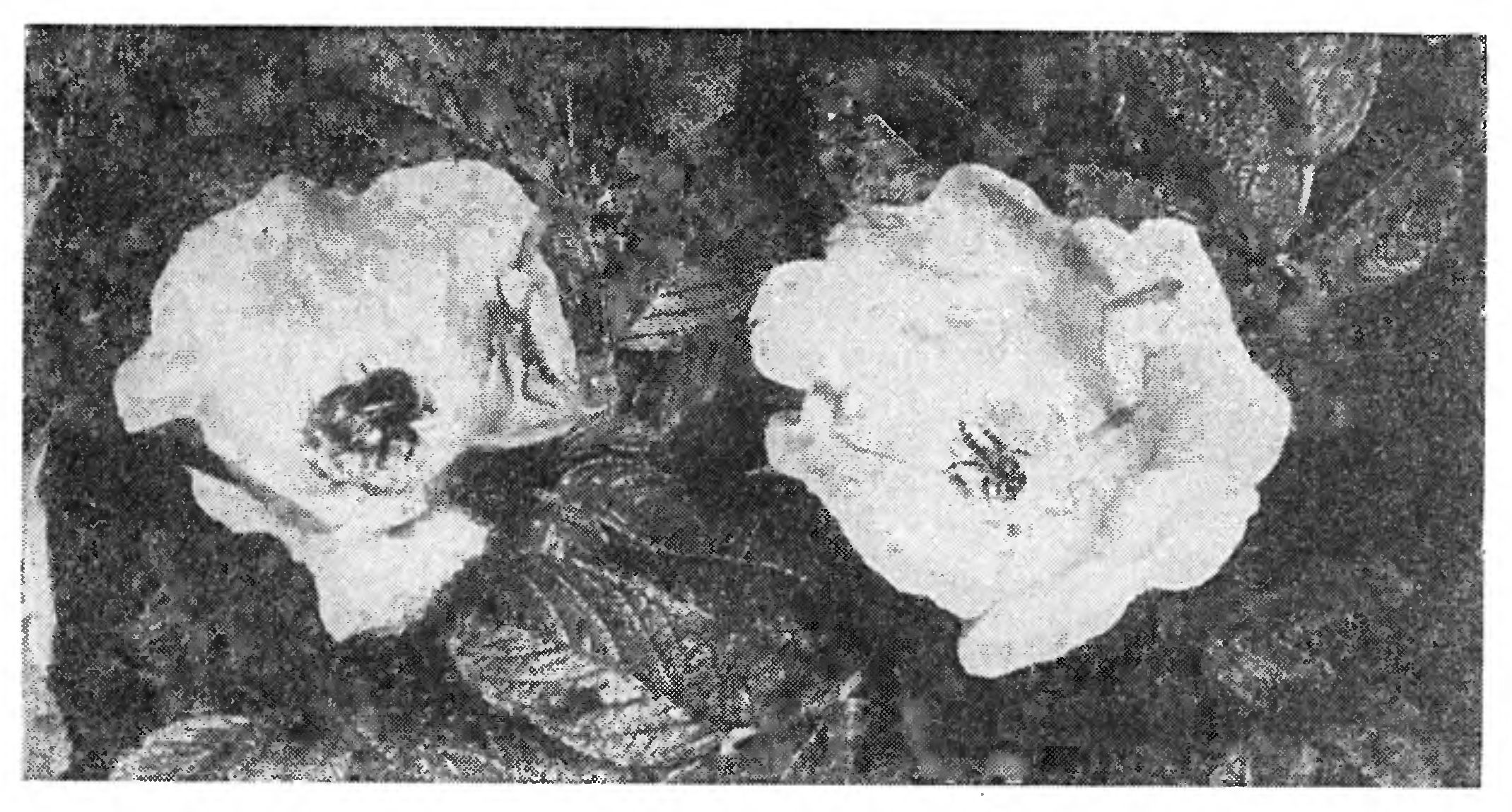 ШМЕЛИ И ПЧЕЛЫ ДОМА, И НА ЦВЕТАХ   