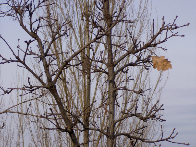 Последний лист на осеннем дереве