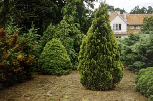 Карликовые елки для сада фото и названия
