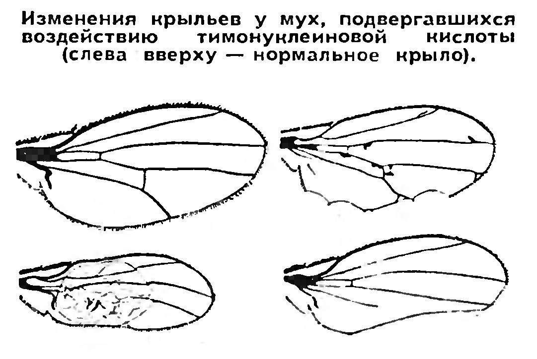 НУКЛЕИНОВЫЕ КИСЛОТЫ, ВИРУСЫ, ЭВОЛЮЦИЯ