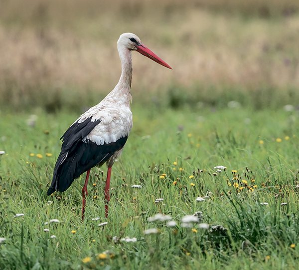 Белый аист, чёрный аист