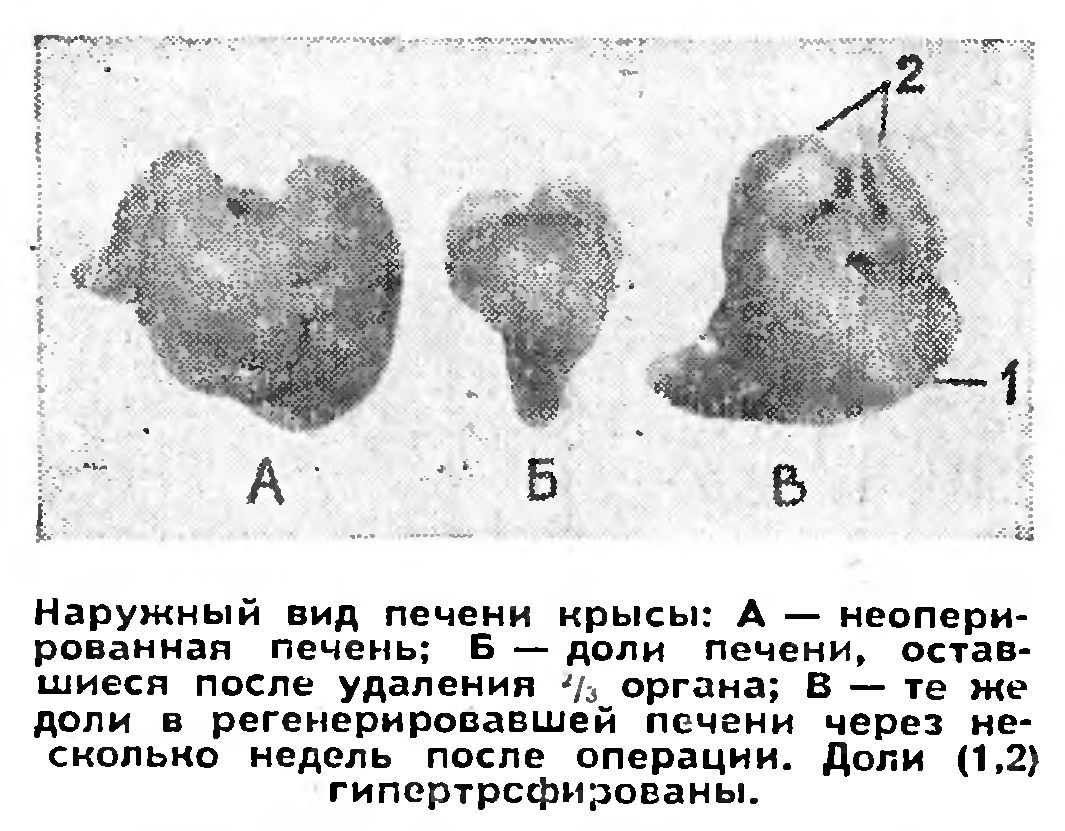 РЕГЕНЕРИРУЮТ ЛИ ВНУТРЕННИЕ ОРГАНЫ ЧЕЛОВЕКА?