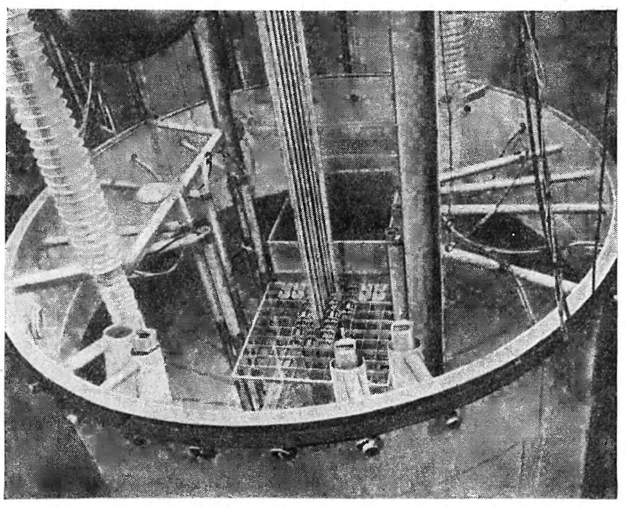 СОСНЫ САЛАСПИЛСА