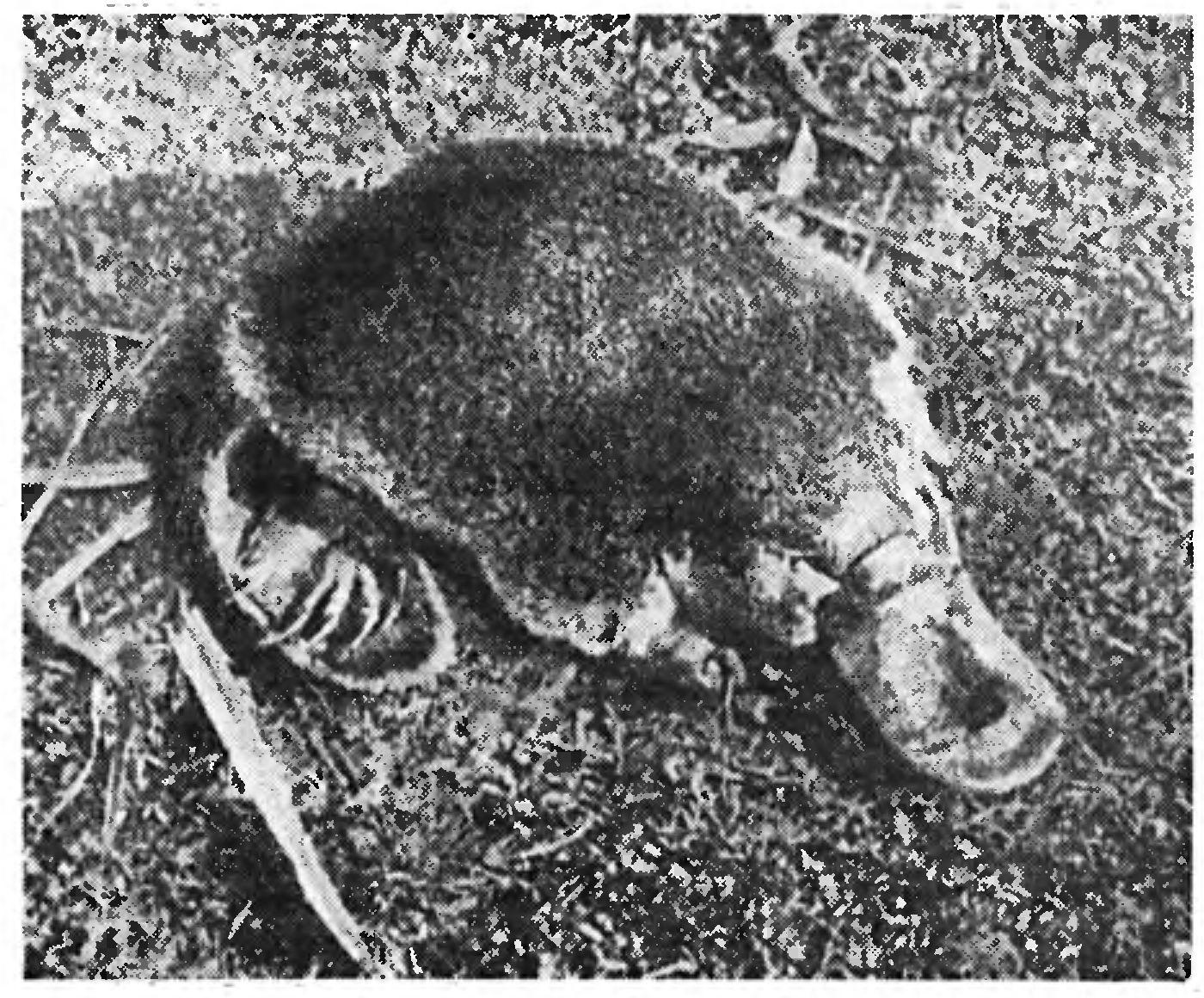 ЖИВОТНОЕ - ЗООПАРК