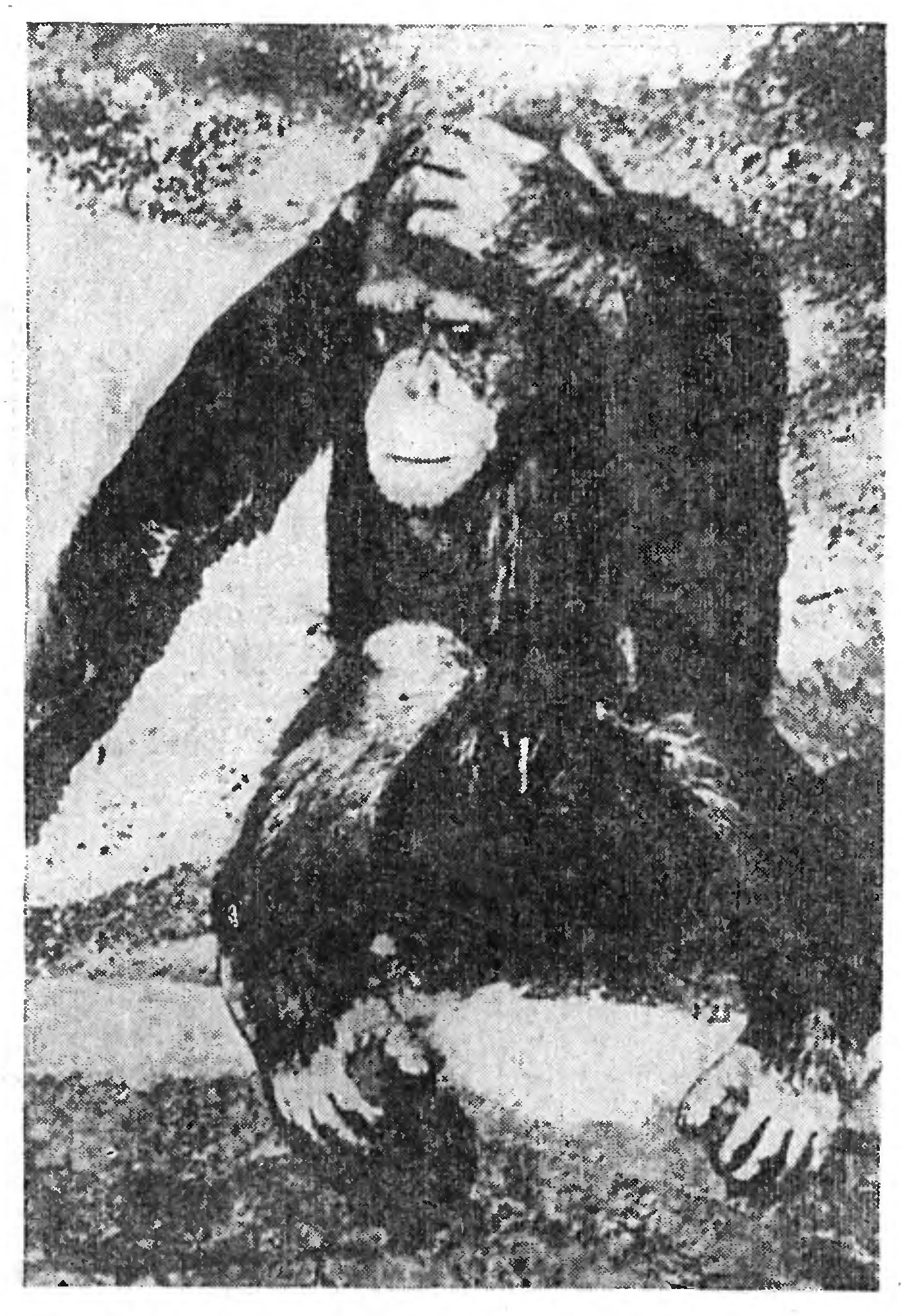 ШИМПАНЗЕ ОБУЧАЕТСЯ ЯЗЫКУ ЖЕСТОВ   