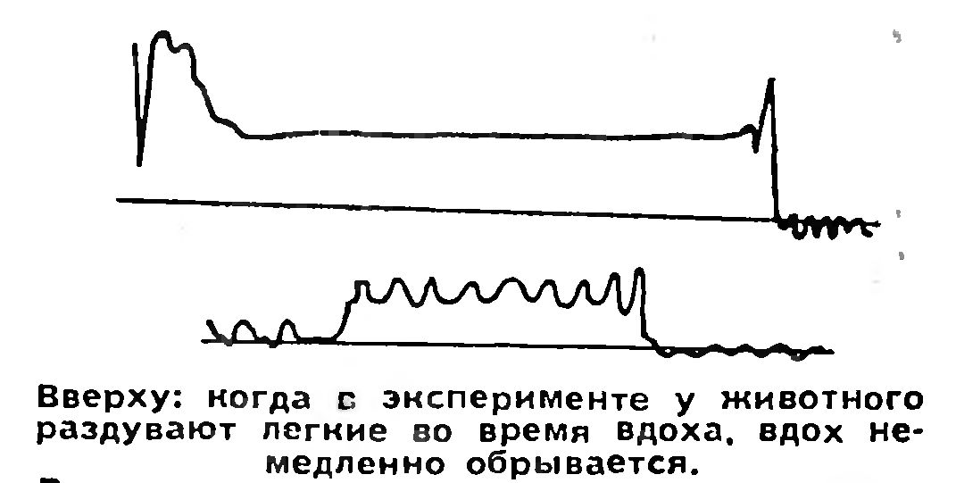 САМОРЕГУЛЯЦИЯ ДЫХАНИЯ