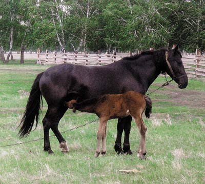 Мама-лошадь с жеребенком