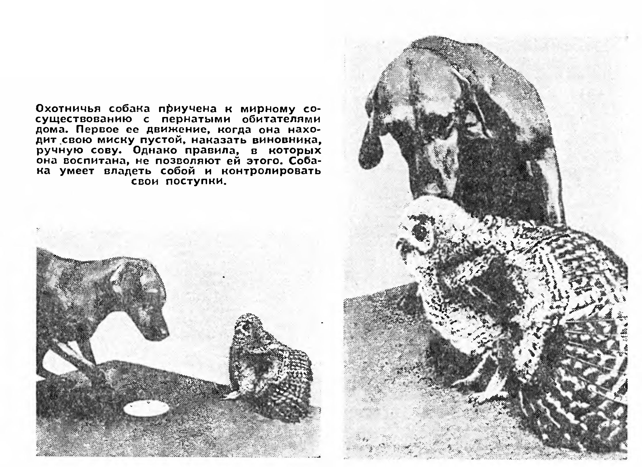 ВОСПИТАНИЕ ЧУВСТВ