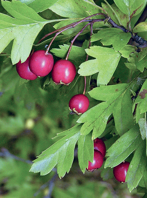 Боярышники. Услада глаз, утешение сердца