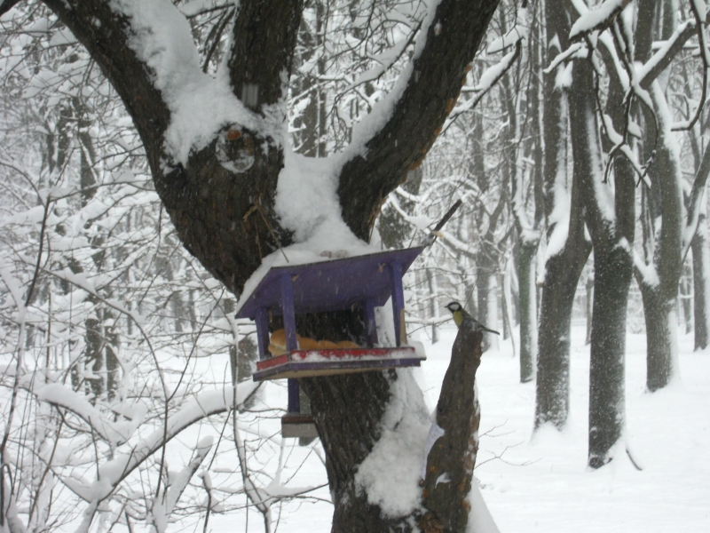 В зимнем парке стоит большое дерево с кормушкой для птиц.