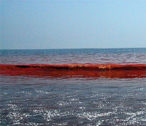Нефтяная катастрофа на фоне цветущих водорослей. О ситуации, сложившейся в Мексиканском заливе после аварии на нефтедобывающей платформе Deepwater Horizon