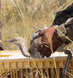 48 птенцов азиатской дрофы-красотки выпущены в дикую природу на территории заповедника «Убсунурская котловина» в Республике Тыва