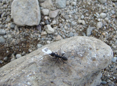Грамотный муравей