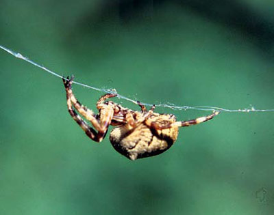 Почему паук не прилипает к своей паутине?