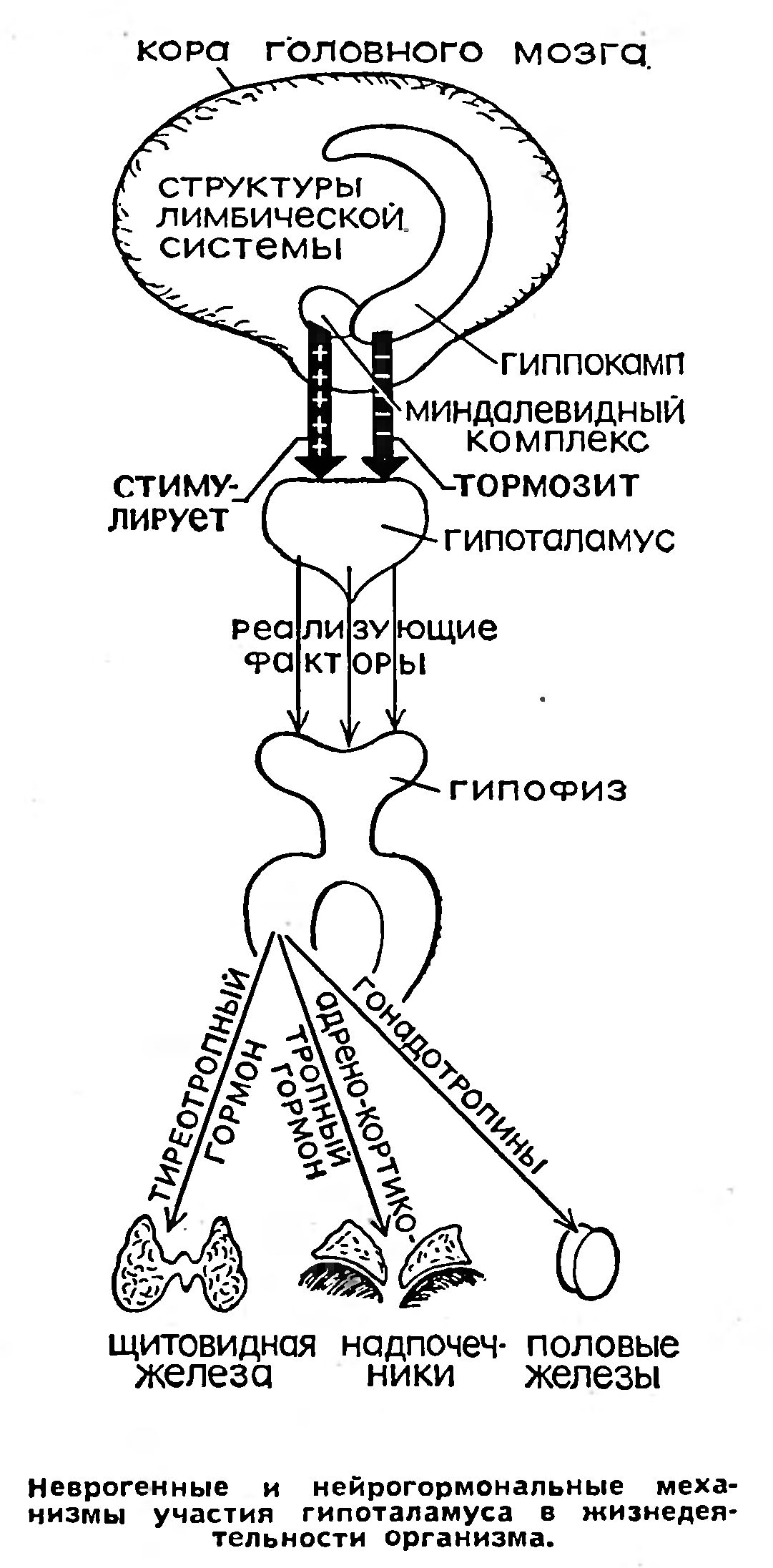 РЕГУЛЯТОР ЖИЗНЕННО ВАЖНЫХ ФУНКЦИЙ ОРГАНИЗМА