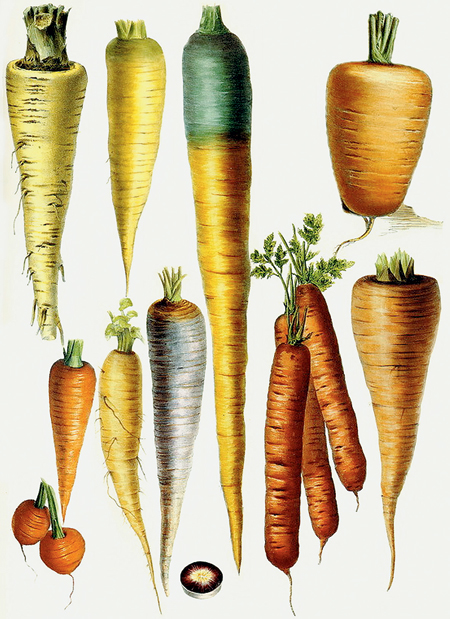 Сейте морковь в ваших садах