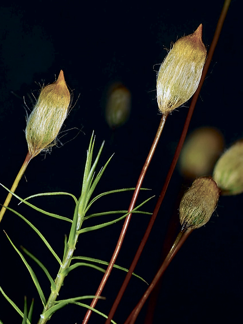 Живые «динозавры»  у нас под ногами