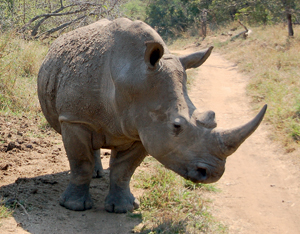 Спасите носорогов!