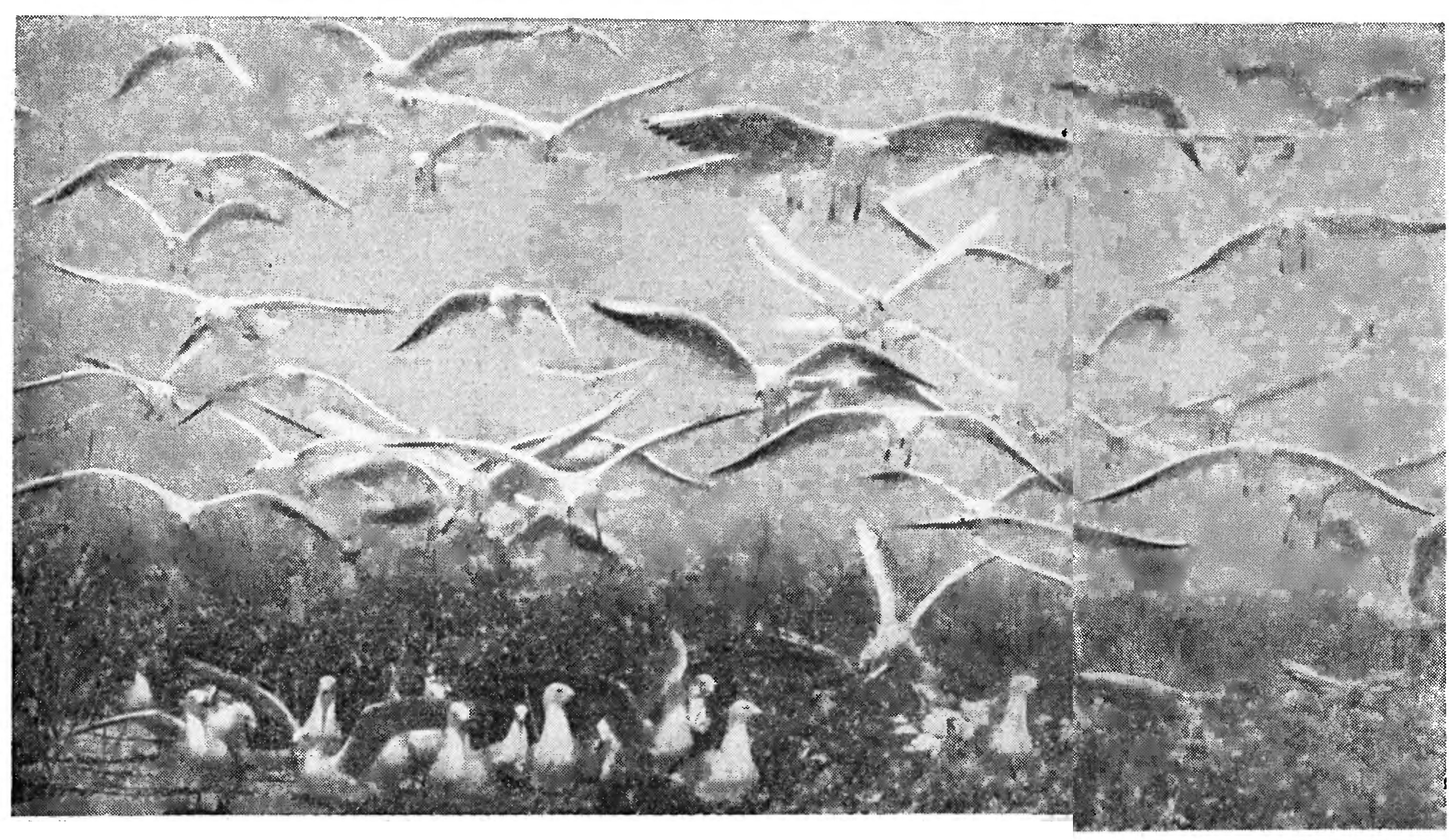 ТАЙНЫ ПОЮЩЕГО ЛЕСА