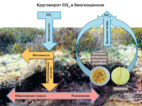 Чем дышат почвы и как они влияют на климат 