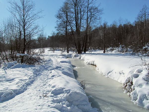 Ботанические прогулки зимой. Прогулка третья 