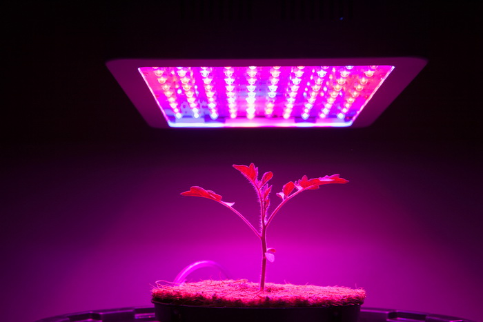 Стеклокерамика в лампах для теплиц поможет ускорить рост растений